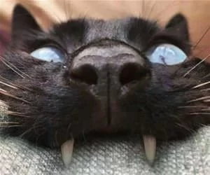 Yarrrrrrrr_Cat5708_s.webp