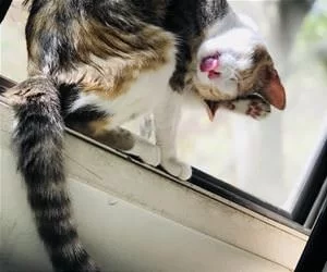 Yawn1901_s.webp