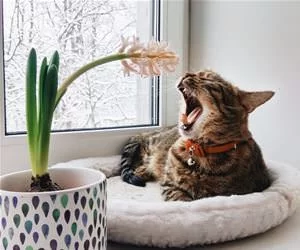 Yawn672_s.webp