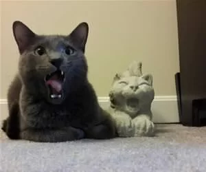 Yawnnnnnn_s.webp