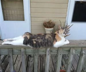 Yea_This_Is_Relaxing_s.webp