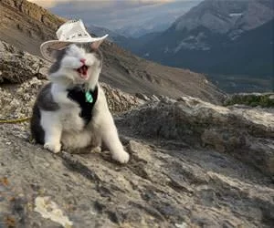 Yeeeeeeeahaw_s.webp