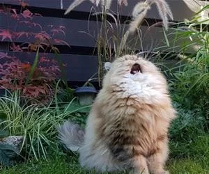Yelling4287_s.webp
