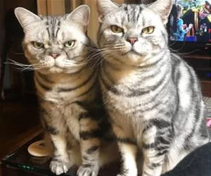 Yes_We_Are_Twins_s.webp