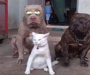 Yo_What_Up_s.webp
