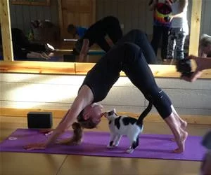 Yoga_With_My_Kitty_s.webp
