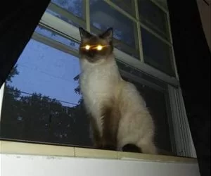 You_Dare_Oppose_Me_s.webp