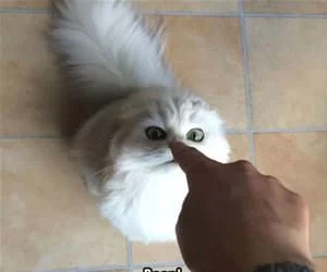 You_Have_Been_Booped_s.webp