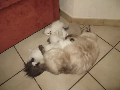 mini-ragdolls sept 2013 026.webp