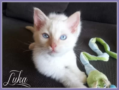 Luka050813.webp