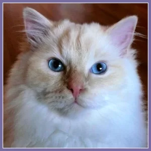Luka011213.webp