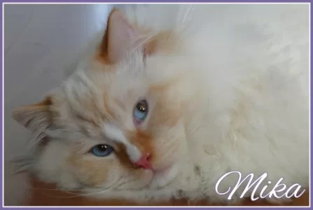 Mika280114.webp