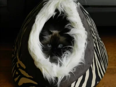 DSCN7671.webp