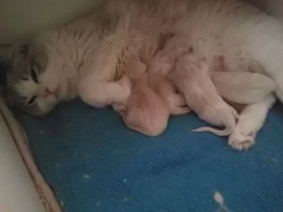 saphira met moeder n siblings.webp