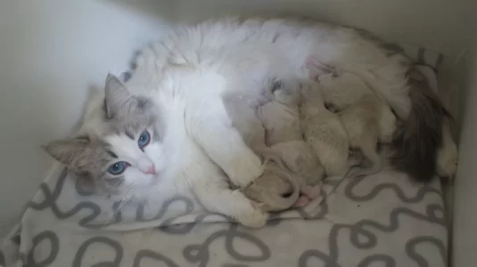 saphira met moeder n siblings2.webp