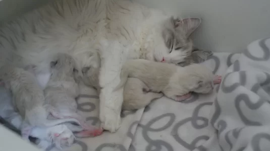 saphira met moeder n siblings3.webp