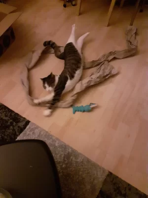 Elke dag feest