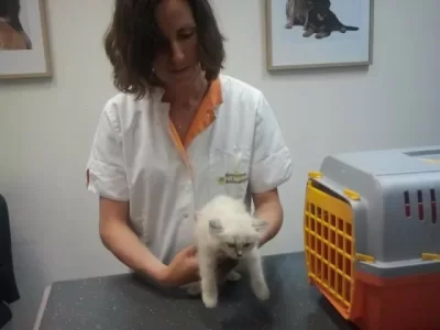 Saphira 20140630a.webp Saphira 20140630a.webp