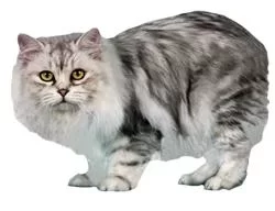 c4.webp