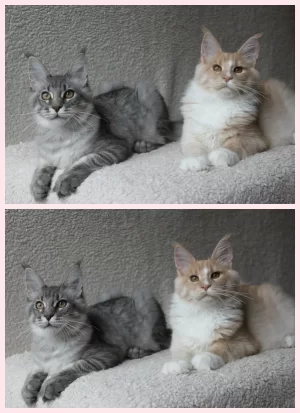 samen3.webp