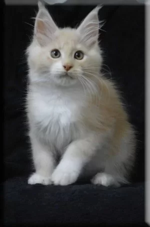 Merlin.webp