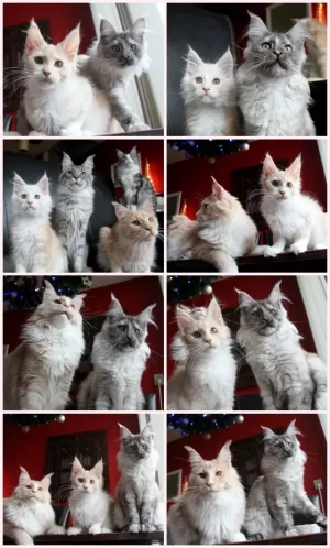 Liefjes.webp