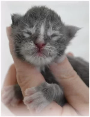 (1) 1 dag 185 gram.webp
