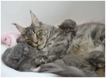 Velvet met kittens 6 dagen.webp Velvet met kittens 6 dagen.webp