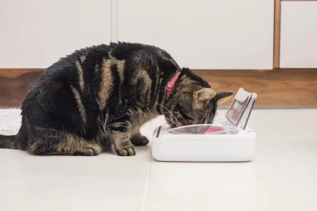 Amy_Eating_From_Sealed_Pet_Bowl.webp