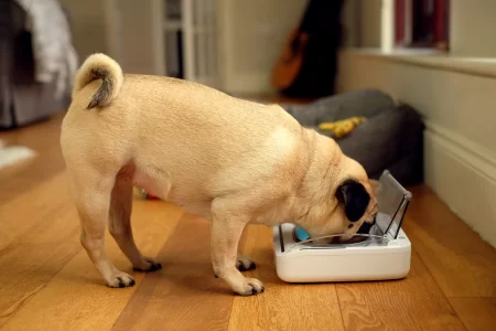 Dog_Pug_Eating_Sealed_Pet_Bowl.webp