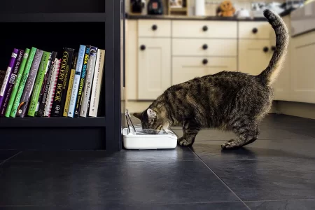 Pet_bowl_Hoshi_eating_next_to_bookshelf.webp
