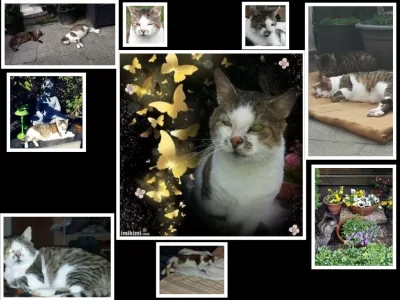 collage-2016-10-01.webp