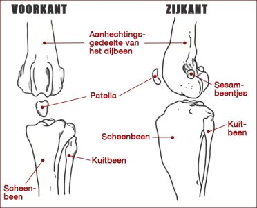 knie.webp