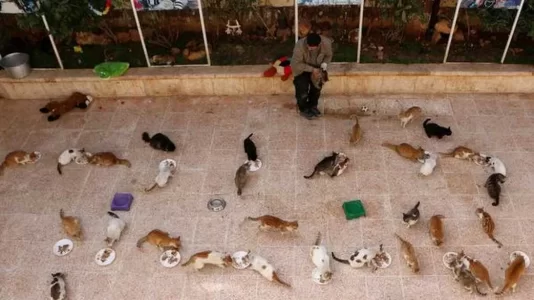 Asiel 2.webp