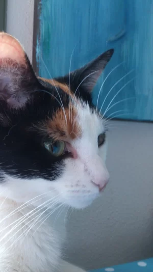 Huis Tuin en Keuken Lapjes poes