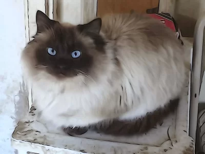 persian-cats-chocolatepoint-wallpaper.webp