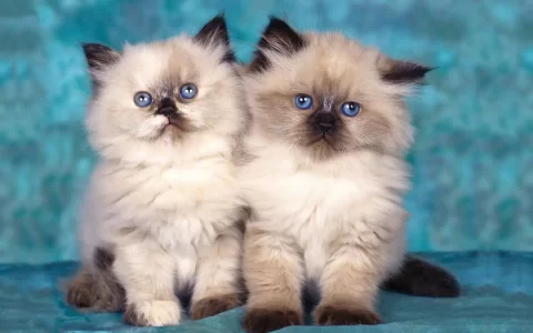 Kitten-achtergronden-foto-24.webp