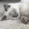 ragdollbarry