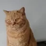 koosje