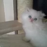 Cattery Xaphida