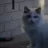 Cattery de Verleiding