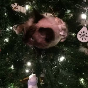 Kerstpoes