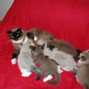 Gang of Seven