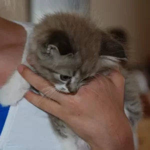 Lynxke