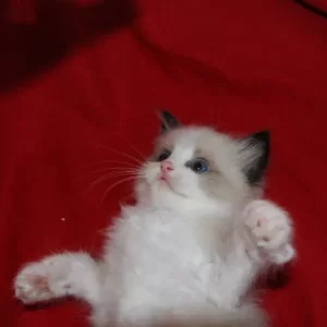 Oliver James Larsson