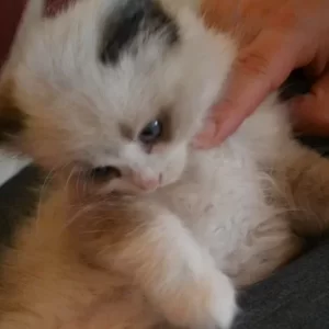 Ragdoll kitten