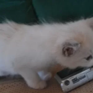 Ragdoll kitten