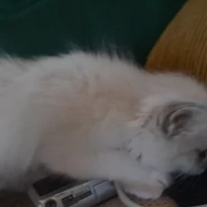 Ragdoll kitten