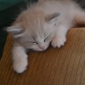 Ragdoll kitten