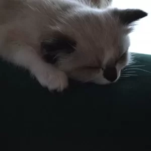 Ragdoll kitten